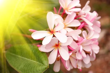 Foto auf Glas Pink frangipanis or plumeria tree blooming close up.  © Valerii Evlakhov