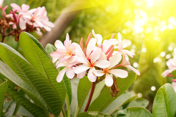 Frangipanis or plumeria tree blooming.	