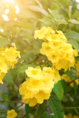 Blooming yellow bells tree close-up