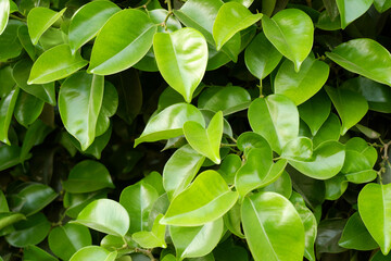 Many green leaves of tree as background.