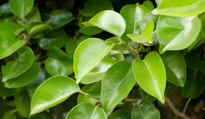 Fresh green tree leaves as background.