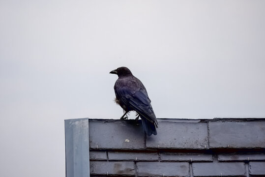 A crow on top of a stone tile roof in winter