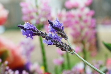 Close-up of a fernleaf lavender in a garden.