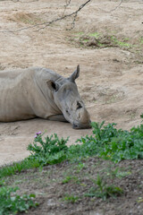 Fototapeta premium Fury and Beauty: The Rhino in Motion