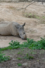 Fototapeta premium Silent Contemplation: The Rhinoceros in Meditation