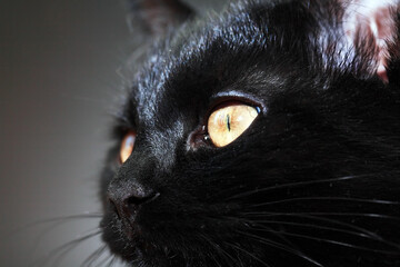 Portrait Of A Black Cat