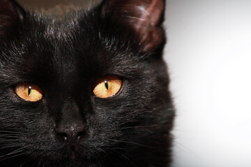 Portrait Of A Black Cat