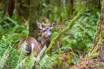 A Doe in the Forest at Lake Crescent at Olympic National Park in Clallam County, Washington