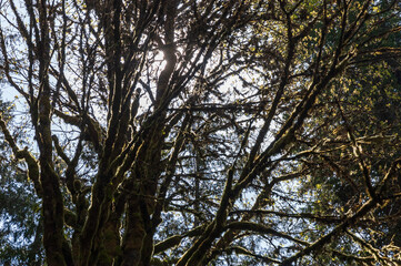Obraz premium The Lush Greenery at Hoh Rainforest Olympic National Park in Washington State