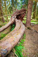 The Lush Greenery at Hoh Rainforest Olympic National Park in Washington State