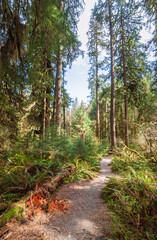 The Hoh River Trail in the Hoh Rainforest in Olympic National Park, Washington State