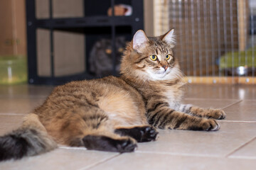 Playful gray shaggy cat at home closeup