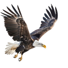 Fototapeta premium bald eagle in motion isolated white background