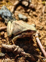 Naklejka premium Southern Brown Tree Frog (Litoria ewingi)