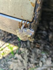 Southern Brown Tree Frog (Litoria ewingi)

