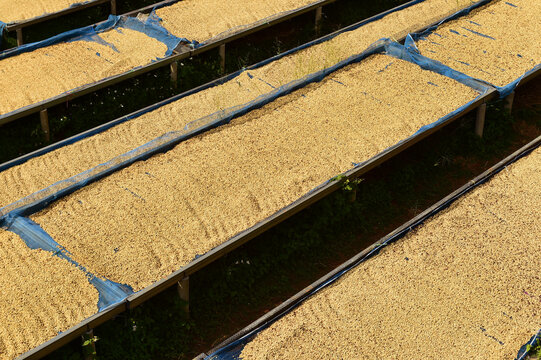 Close up of coffee beans drying in the sun              