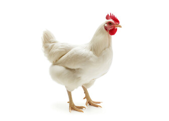 Hen with white feathers and red combs have spurs - obrazy, fototapety, plakaty