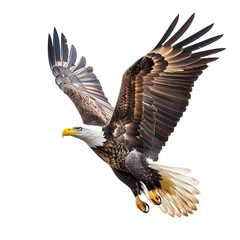 bald eagle in motion isolated white background