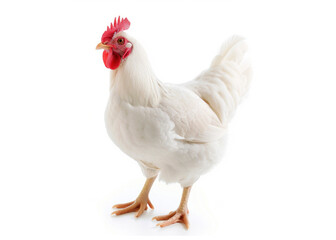 The hen has white feathers and a red comb standing proudly, isolated white background - obrazy, fototapety, plakaty