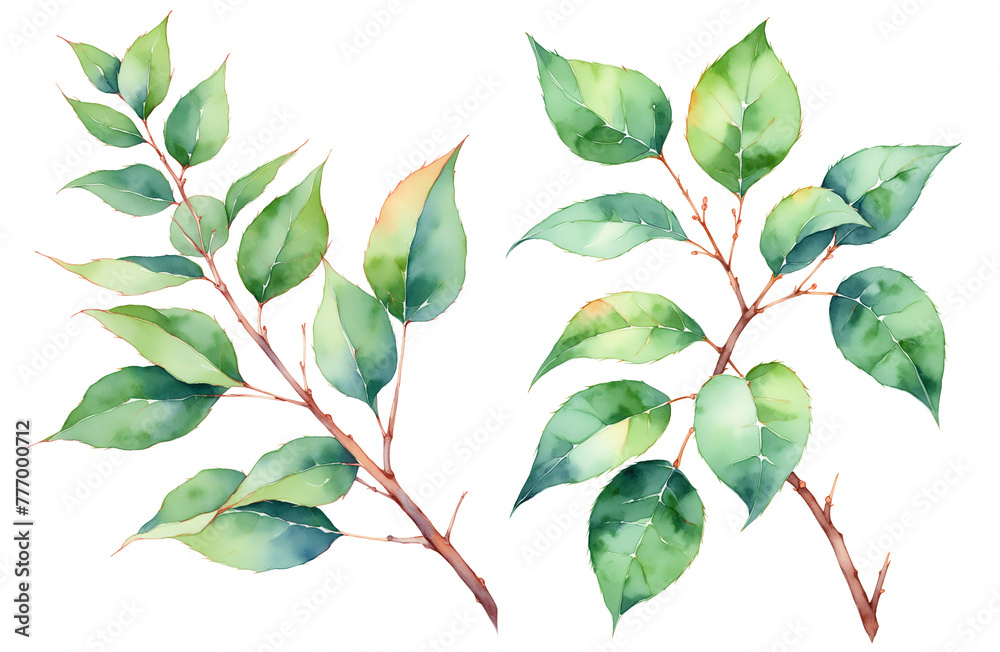 Wall mural watercolor illustration of a branch of a tree with green leaves set on a transparent background. tro