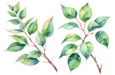 Watercolor illustration of a branch of a tree with green leaves set on a transparent background. Tropical leaves. Jungle, botanical realistic floral elements isolated - obrazy, fototapety, plakaty