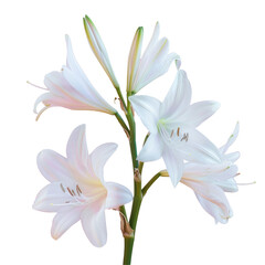 Two white flowers on a stem