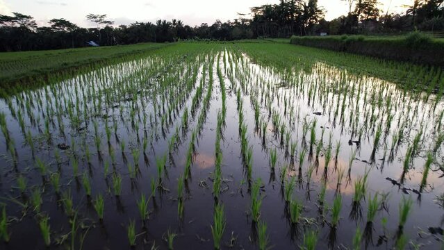 Waterlogged field with freshly planted rice seedlings, camera flies low over plants. Green small blades in bunches stick from water, planted manually and regularly in almost straight rows