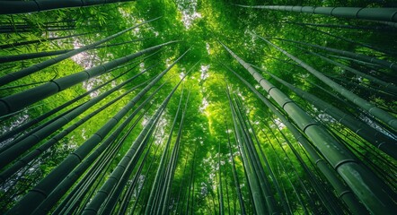 Fototapeta na wymiar The Enchanted Forest A Journey Through the Bamboo Grove Generative AI