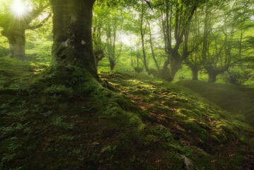 spring morning in the belaustegi beech forest, orozko, bizkaia with the sun entering between the...