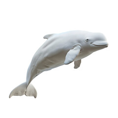 beluga whale in motion isolated white background