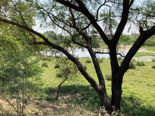 tree in the forest