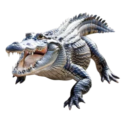 Foto op Plexiglas american crocodile in motion isolated white background © konstantin.bot
