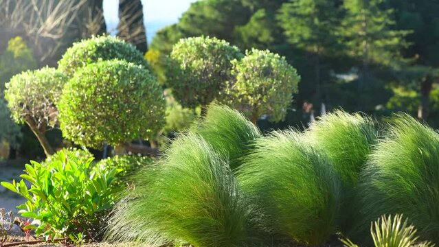 Beautiful garden art design, Nassella tenuissima green grass in foreground. Fashion summer mediterranean garden with grass and trees, various plants. 