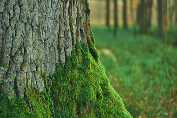 Serene Forest Landscape with Lush Mossy Embrace