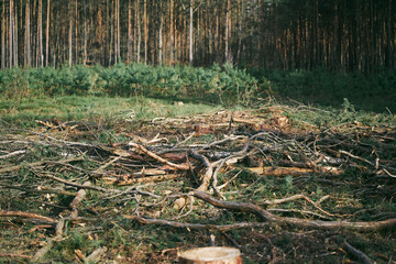 Ecological Damage. Deforestation Impact on European Evergreen Forests.