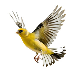 american goldfinch in motion isolated white background