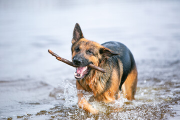 german shepherd swimming on the beach, wet dog