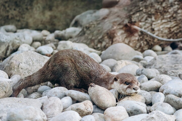 An otter is hiding something in the ground, in the Phoenix Park in Nice