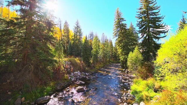 Gore creek river, Vail Colorado in autumn fall with sun sunburst through behind aspen tree colorful forest foliage branches in ski resort town village