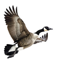 canada goose in motion isolated white background