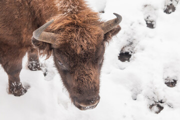 Bison bonasus - European bison walks on snow view from the top. Winter season in Lithuania Europe.European species of bison. It is one of the extant species - obrazy, fototapety, plakaty
