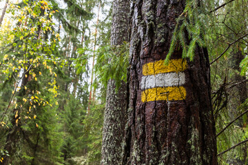 Yellow white striped sign in painted on pine tree bark - 777011714