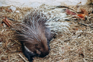 Old porcupine in Phoenix Park in Nice