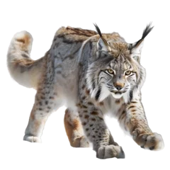 Poster Lynx canadian lynx in motion isolated white background