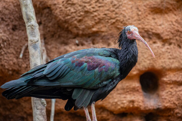 Northern bald ibis stands alone in front of cliff.
The plumage is black, with bronze-green and violet iridescence, a wispy ruff on the bird's hind neck, The face and head are dull red and unfeathered.
