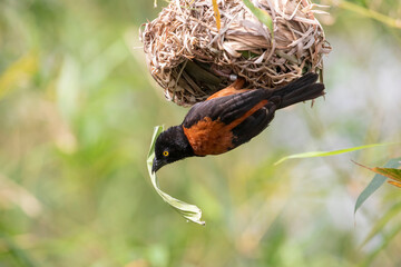 The chestnut-and-black weaver (Ploceus castaneofuscus) is a species of bird in the family...