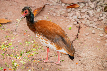 The Madagascar ibis (Lophotibis cristata) is a medium-sized, brown-plumaged ibis. It has bare red orbital skin, yellow bill, red legs, white wings and its head is partially bare。