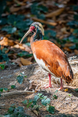 The Madagascar ibis (Lophotibis cristata) is a medium-sized, brown-plumaged ibis. It has bare red orbital skin, yellow bill, red legs, white wings and its head is partially bare。
