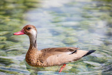 The black-bellied whistling duck (Dendrocygna autumnalis) is a whistling duck that breeds from the southernmost United States and tropical Central to south-central South America. 