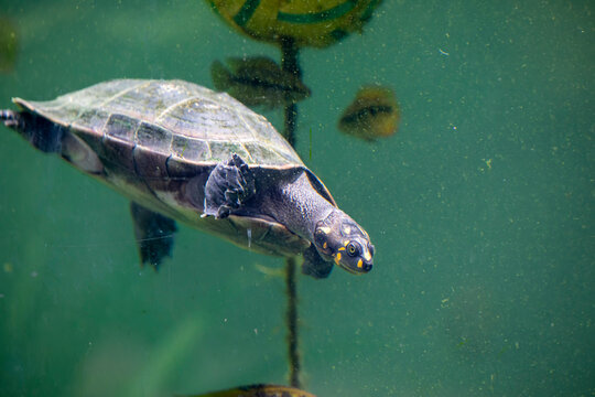 The yellow-spotted Amazon river turtle(Podocnemis unifilis).  
One of the largest South American river turtles. Yellow spots on the side of its head give this species its common name.